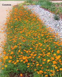 Ground Cover Deer Resistant Flowers Landscape