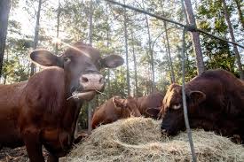 American Guinea Hogs give Lorri Kelly true meaning to life