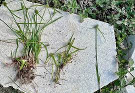 Image result for Kyllinga squamulata