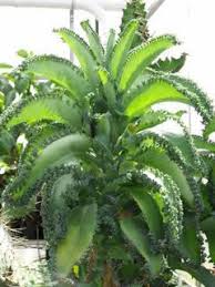 Live Plant Mother Of A Thousand Low Gin 10 Plants Mother Of Thousands Plant Planting Succulents Plants