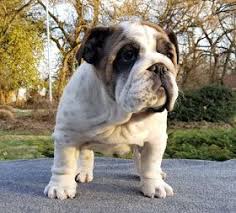 Breeders of champion english bulldogs, french bulldogs and miniature english bulldogs. Akc English Bulldog Puppies For Sale Atlantic Bulldogs Farm Bulldog Breeders Available Pup English Bulldog Puppies Bulldog Puppies Bulldog Puppies For Sale