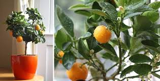 Comment Faire Pousser Un Clementinier Dans Votre Maison Un Jour De Reve
