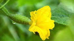 Image result for male flowers cucumber