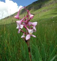 Image result for Rhipidoglossum pusillum