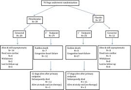 a flow chart indicating the outcome for the 76 dogs enrolled