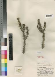 Image result for Euphorbia griseola