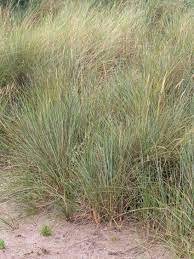 Dünengras im garten elegant leymus arenarius. Strandhafer Ammophila Arenaria Perfekte Stauden Ratgeber