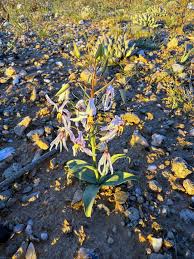 Image result for Monanthotaxis parvifolia