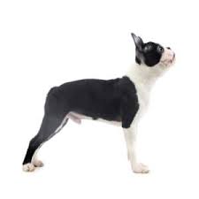 Simply the best bostons for your family. Boston Terrier Rescues In Arkansas Cost Adoption Process Boston Terrier Society