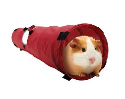 We support guinea pig rescues. 15 Best Guinea Pig Toys Balls Chews And Treats For Guinea Pigs