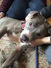 Dual-sex dog's owner is attorney in Mich. same-sex marriage case | kvue.com
