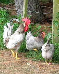 Blue Leghorn Chickens Leghorn S Are A Light Breed That Lay A Very Generous Size White Egg And W Leghorn Chickens Best Egg Laying Chickens Egg Laying Chickens