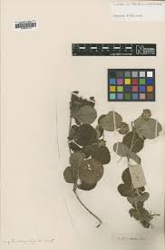 Image result for Rhynchosia elegans