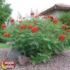 Mexican Bird Of Paradise In Pot Red Mexican Bird Of Paradise Plants Shrubs Palm Paradise Nursery In 2020 Birds Of Paradise Plant Birds Of Paradise Flower Mexican Garden