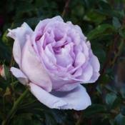 Le petit prince, qui me posait beaucoup de questions, ne semblait jamais entendre les miennes. Rose Rosa La Rose Du Petit Prince In The Roses Database Garden Org
