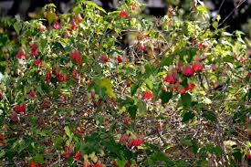 Image result for Kylicanthe