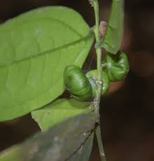 Image result for Olacaceae