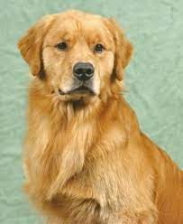 Maybe you would like to learn more about one of these? 5 Best Golden Retriever Breeders In Wisconsin 2021 We Love Doodles
