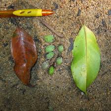 Image result for Maranthes