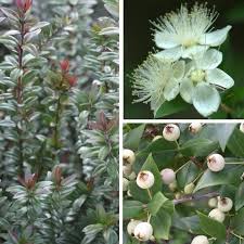 Arbre Myrtus Communis Yahoo Image Search Results Parfume Plants Image