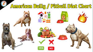 More images for american bully pitbull » American Bully Pitbull Diet Chart Dog Diet Food At Mix Youtube