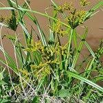 Image result for Cyperus latifolius