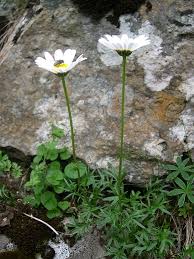 Image result for Limnophila ceratophylloides