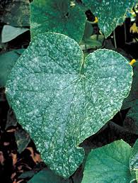 Image result for mildew on cucumbers