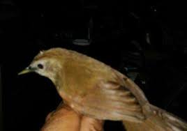 Burung flamboyan jantan memiliki warna paruh bawah yang lebih gelap. Download 94 Gambar Burung Flamboyan Paling Baru Gratis