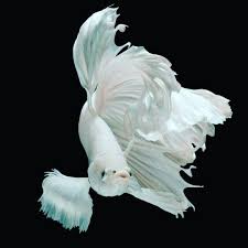 Cupang alam adalah cupang liar yang hidup habitat aslinya. Cupang Wallpapers Wallpaper Cave