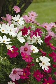 We did not find results for: Cosmos Is A Lovely Non Toxic Flower