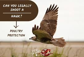 A reader wants to make short work of squirrels and rats. Can You Shoot A Hawk If It Is Attacking Chickens Pest Samurai