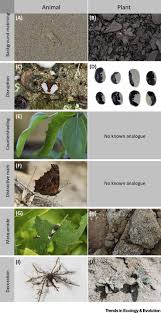 Evolution by natural selection section 1: Plant Camouflage Ecology Evolution And Implications Trends In Ecology Evolution