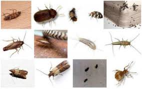 Lest dazu unseren artikel insektenschutz für fenster: Beste Ungeziefer Im Bett Bestimmen Ideen