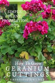 How To Take Cuttings From Geraniums Pelargoniums Empress Of Dirt Growing Geraniums Planting Flowers Geraniums