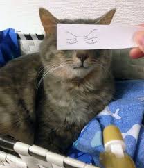 There's a brilliant new trend in japan that has cat owners placing strips of paper with cartoon or anime eyes in front of their cats to give them goofy expressions. Cat Owners In Japan Are Giving Their Cats Funny Anime Eyes Bored Panda