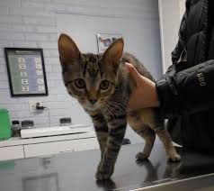 Milo Cat Kitten Tabby Feline Kitten Cats
