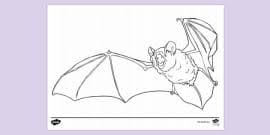 This is the lineart for the vampire contest thingy. Free Vampire Bat Colouring Sheet Colouring Sheets