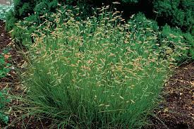 Short native grass seed this mixture can be planted alone or with wildflowers for an attractive prairie look. Native Grasses Finegardening