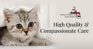 Below is a list of some emergency pet hospitals in various counties. Emergency Veterinarian In Exeter Vesh