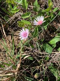 Image result for Gerbera viridifolia