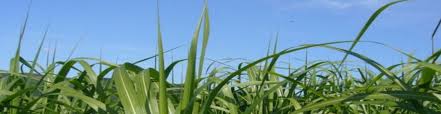 Miscanthus Giganteus Product Development Agrikinetics
