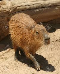 Carpinchos — kapibaros statusas t sritis zoologija | vardynas taksono rangas gentis apibrėžtis gentyje 1 rūšis. Un Capibara Hydrochoerus El Roedor De Vida Mas Grande De America Del Sur Fotos Retratos Imagenes Y Fotografia De Archivo Libres De Derecho Image 5566569