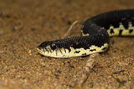 Thermal gradients, critical to good health, allow snakes to regulate their body. Madagascar S Giant Hognose Snake Madamagazine