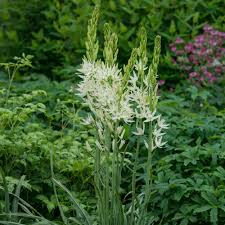 Image result for Lankesteria alba