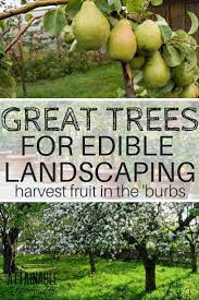 An Edible Landscape Is Great For City Gardeners Fruit Trees That Double As Shade Trees Or Focal Points In A Garden Edible Landscaping Fruit Trees Fruit Garden