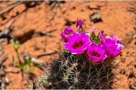 Image result for Sclerochiton coeruleus