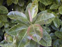 This plant is not used for commercial. 18 Great Rubber Tree Varieties To Grow Indoors Or Outdoors Progardentips