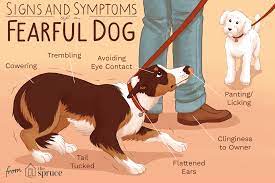 Dogs And Phobias: Signs Of Fear In Dogs