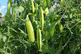 Check out our peas garden selection for the very best in unique or custom, handmade pieces from our shops. Growing Peas Planting Growing And Harvesting Pea Plants The Old Farmer S Almanac